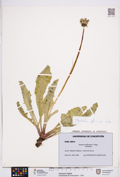 Taraxacum officinale [Espécimen: ]