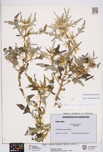 Xanthium spinosum [Espécimen: ]