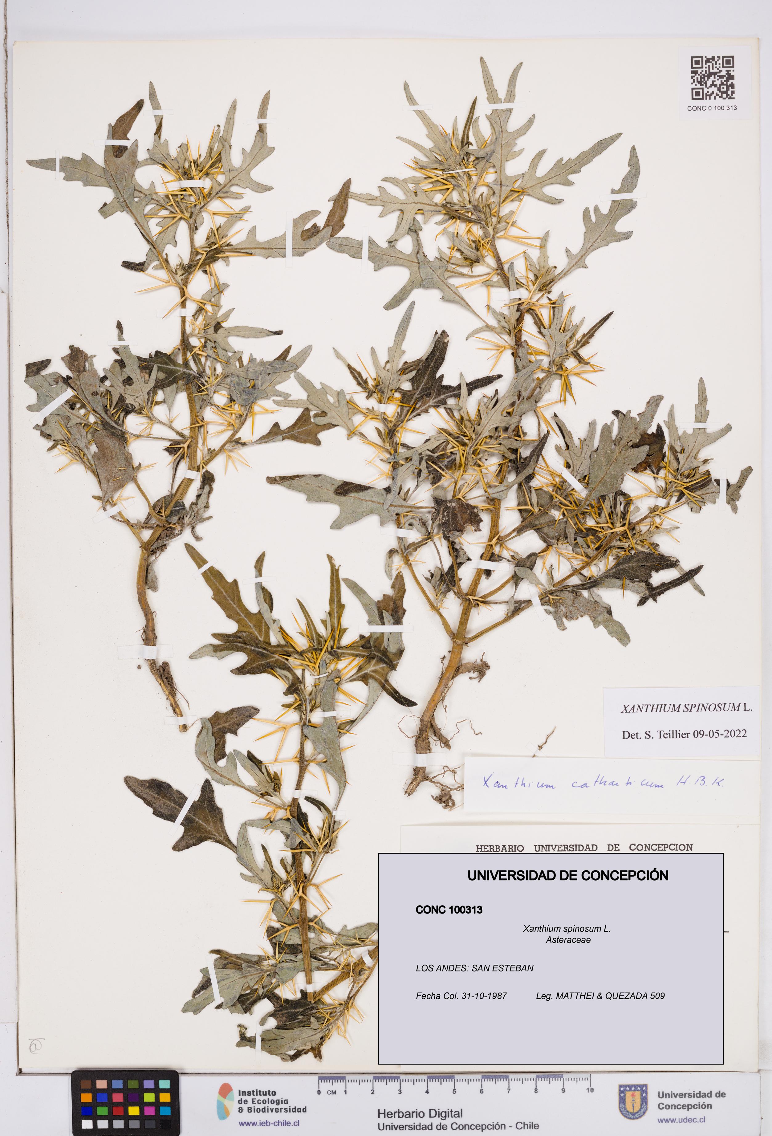 Xanthium spinosum [Espécimen: ]