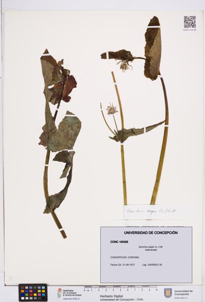 Sonchus asper [Espécimen: ]