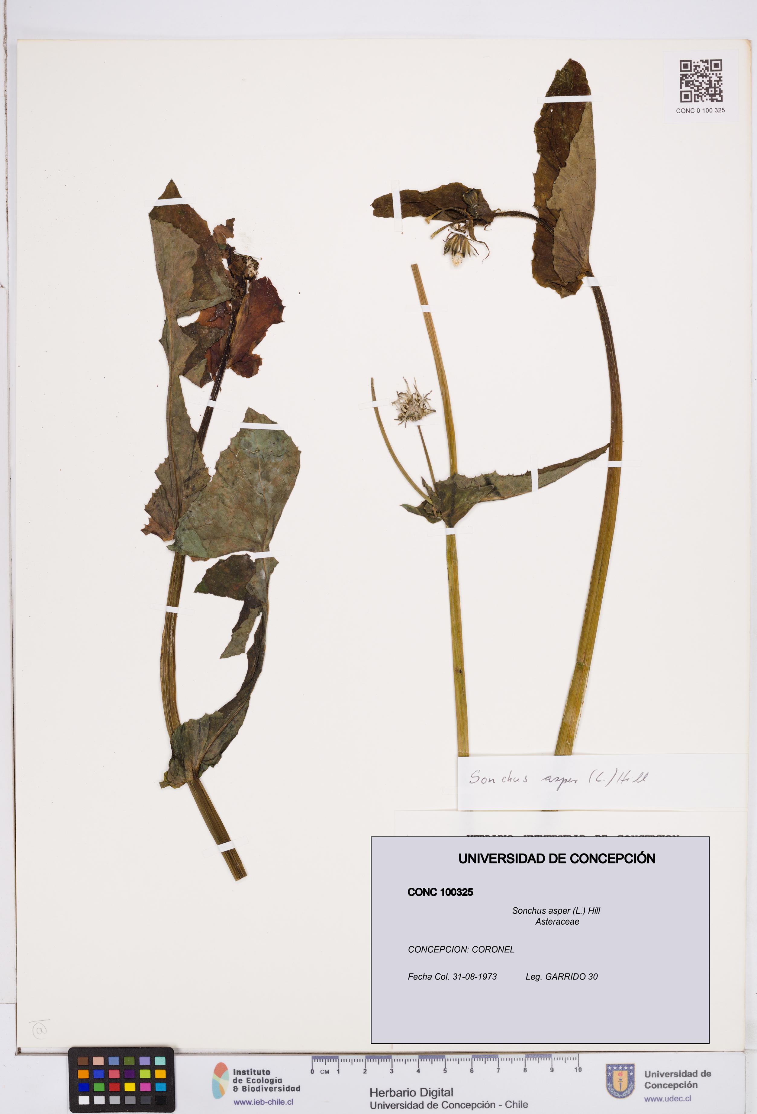 Sonchus asper [Espécimen: ]