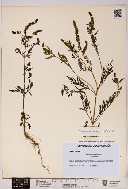 Ambrosia artemisiifolia [Espécimen: UDEC:CONC:0100326]