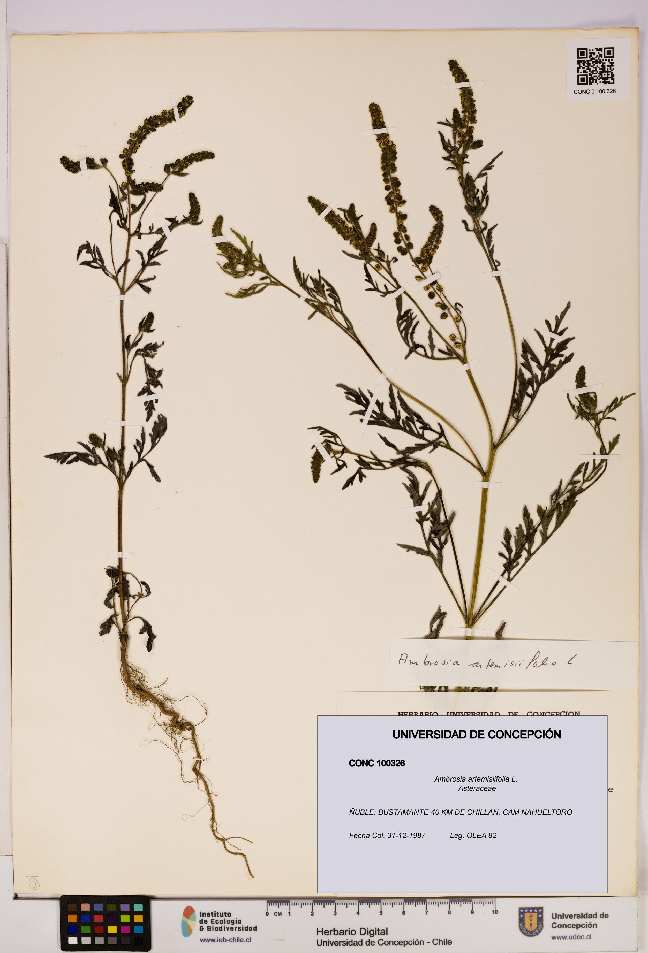 Ambrosia artemisiifolia [Espécimen: UDEC:CONC:0100326]