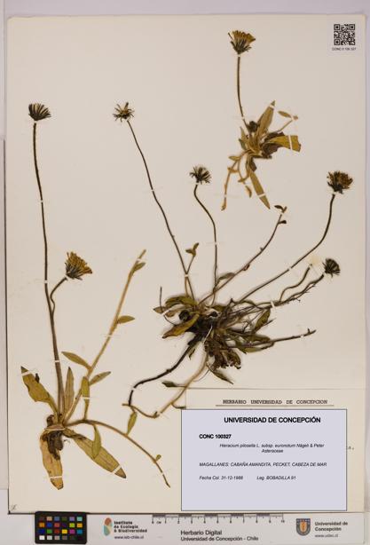Hieracium pilosella [Espécimen: UDEC:CONC:0100327]
