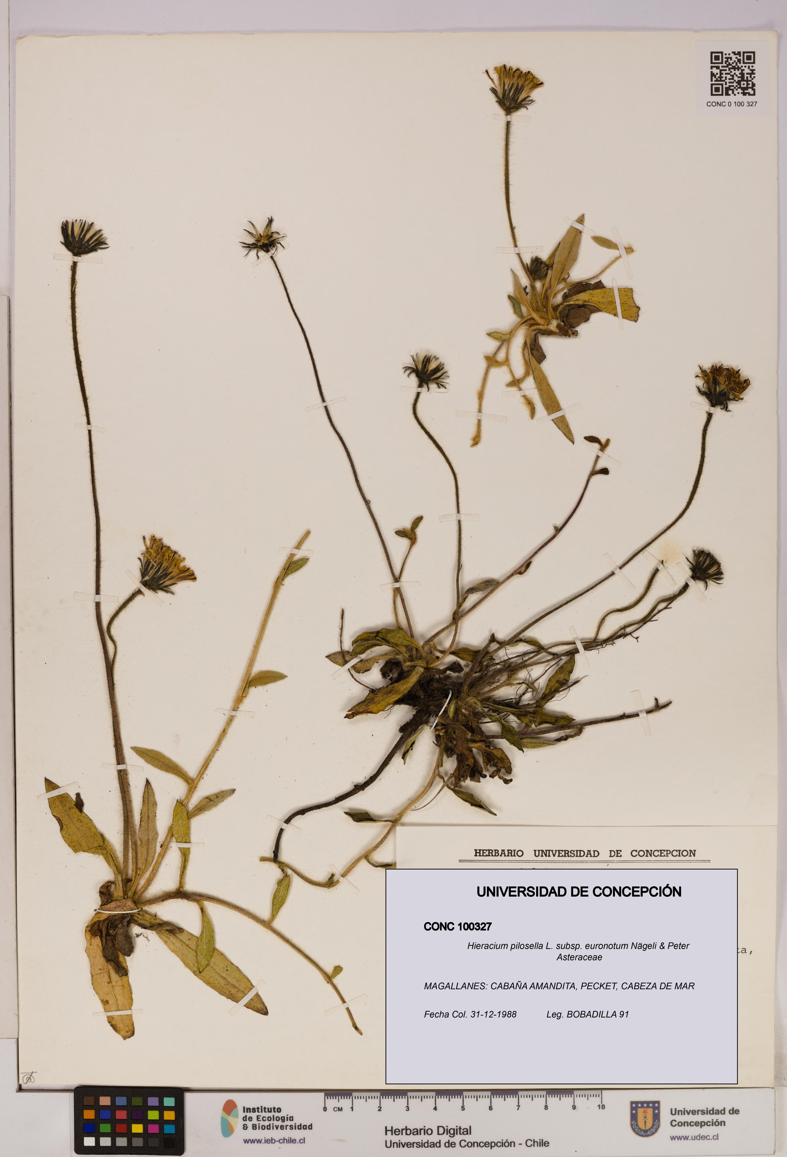 Hieracium pilosella [Espécimen: UDEC:CONC:0100327]