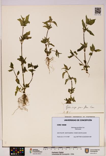 Galinsoga parviflora [Espécimen: UDEC:CONC:0100328]