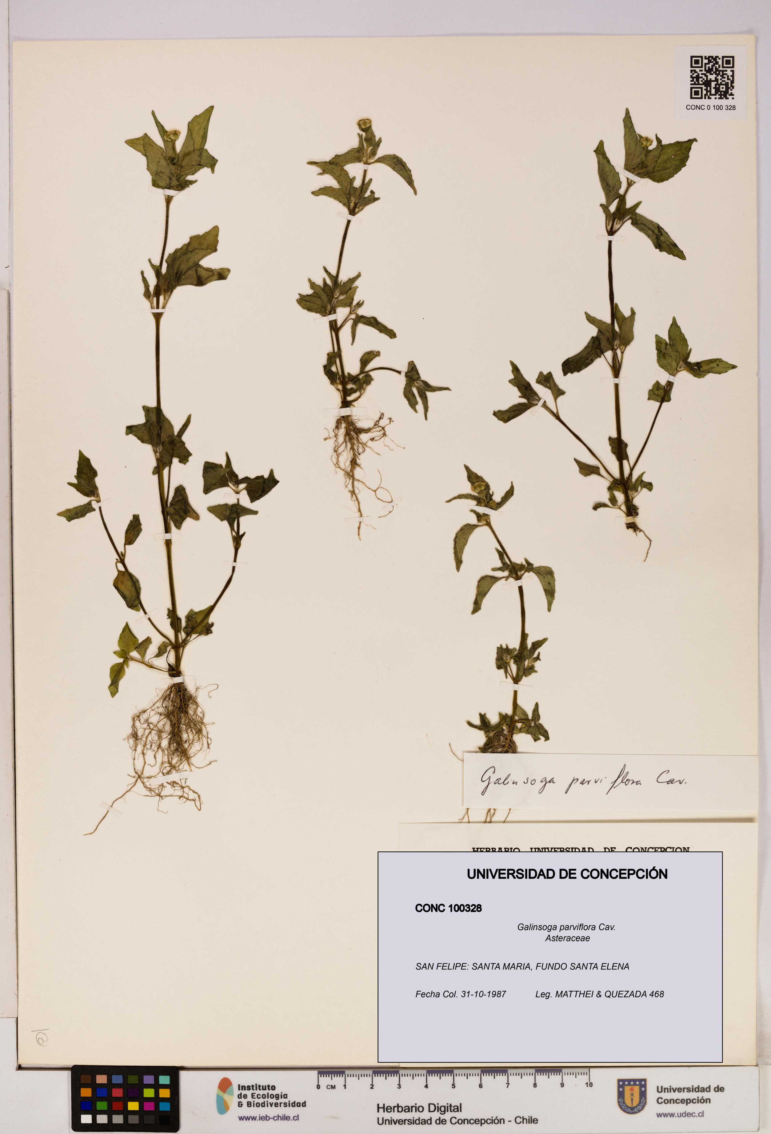 Galinsoga parviflora [Espécimen: UDEC:CONC:0100328]