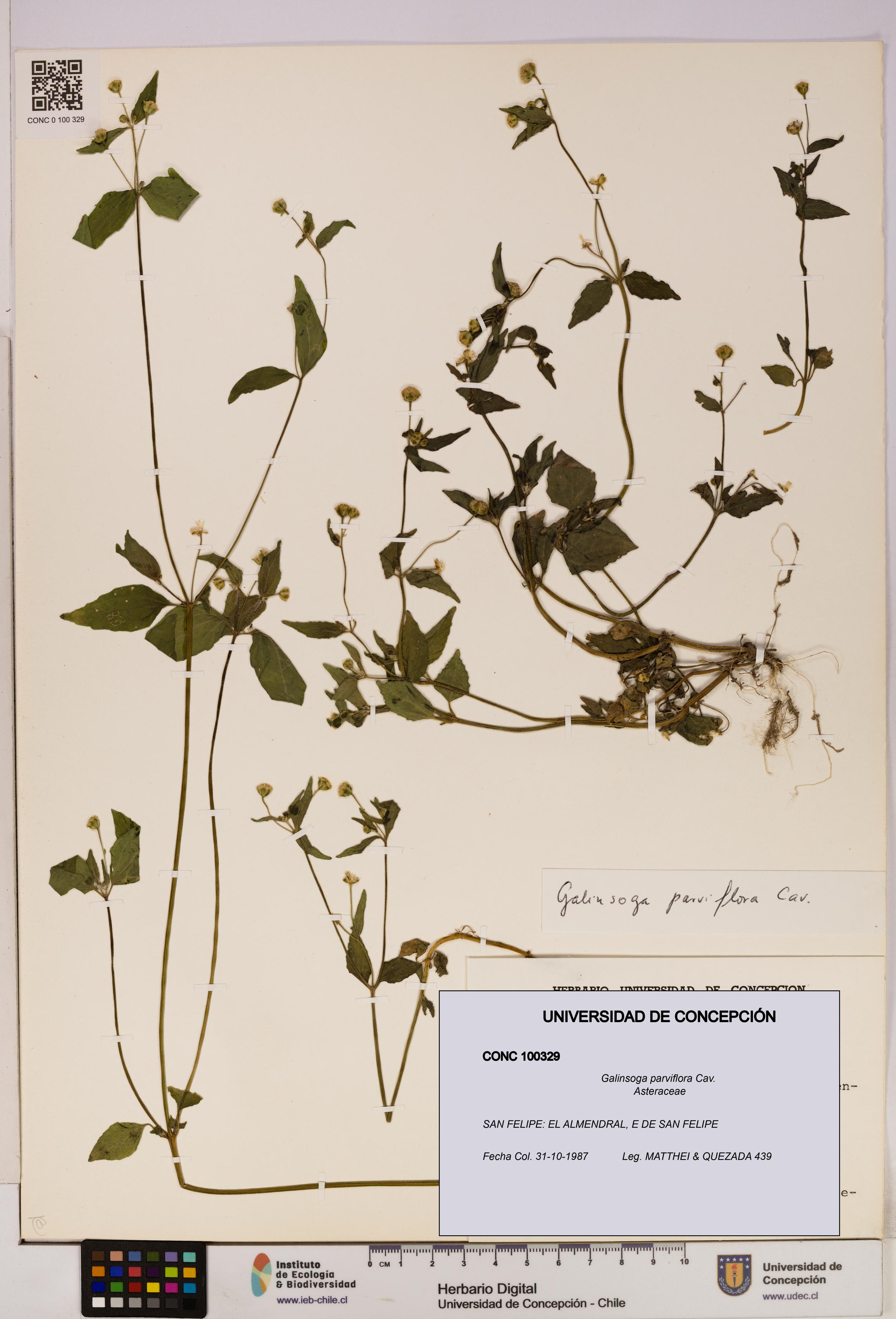 Galinsoga parviflora [Espécimen: UDEC:CONC:0100329]