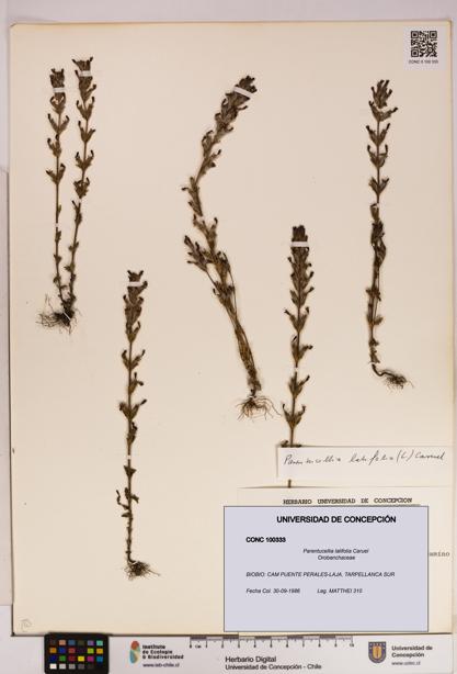 Parentucellia latifolia [Espécimen: UDEC:CONC:0100333]