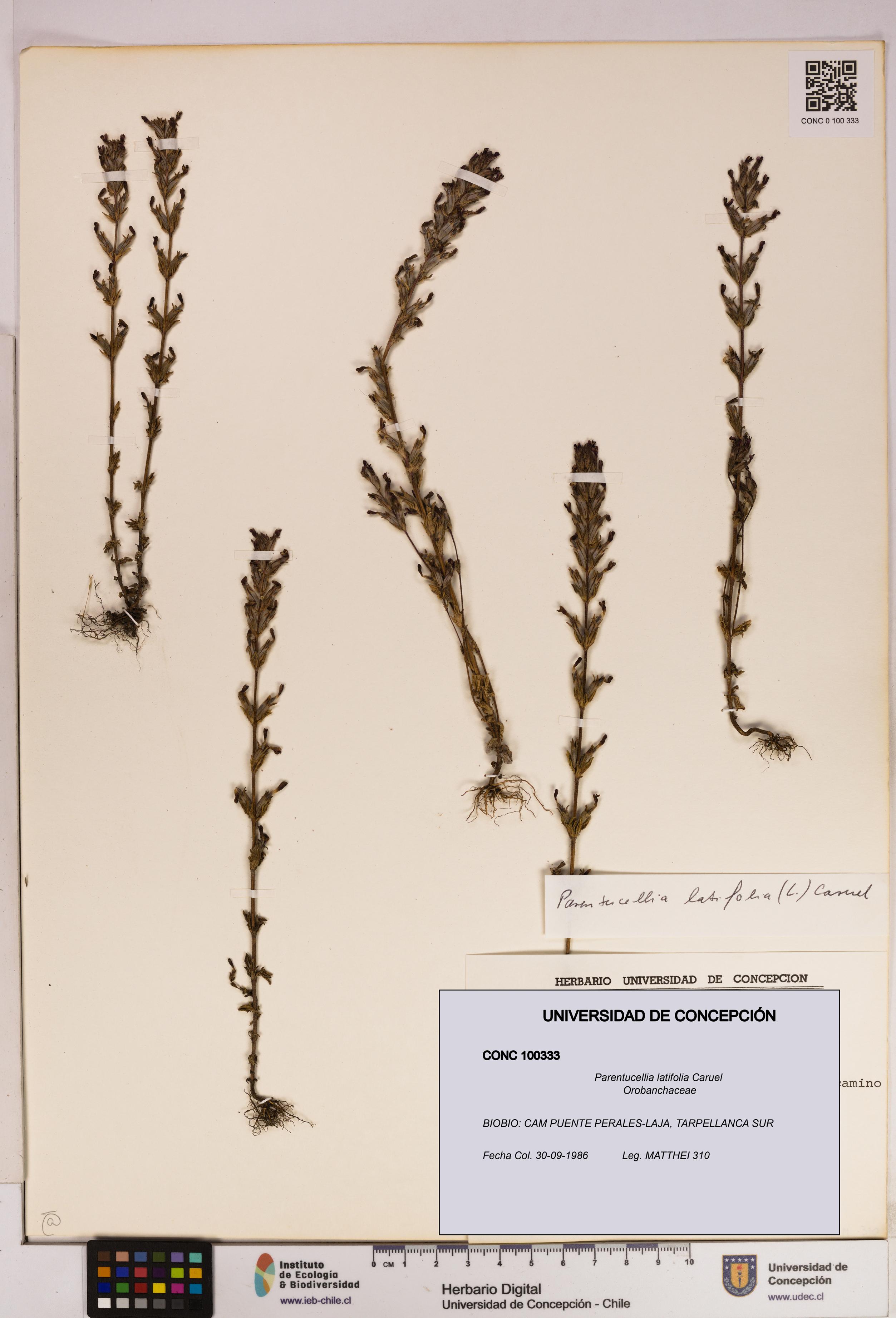 Parentucellia latifolia [Espécimen: UDEC:CONC:0100333]