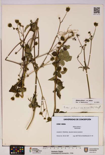 Bidens pilosa [Espécimen: UDEC:CONC:0100334]