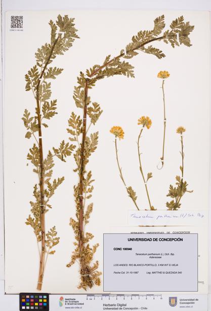 Tanacetum parthenium [Espécimen: ]