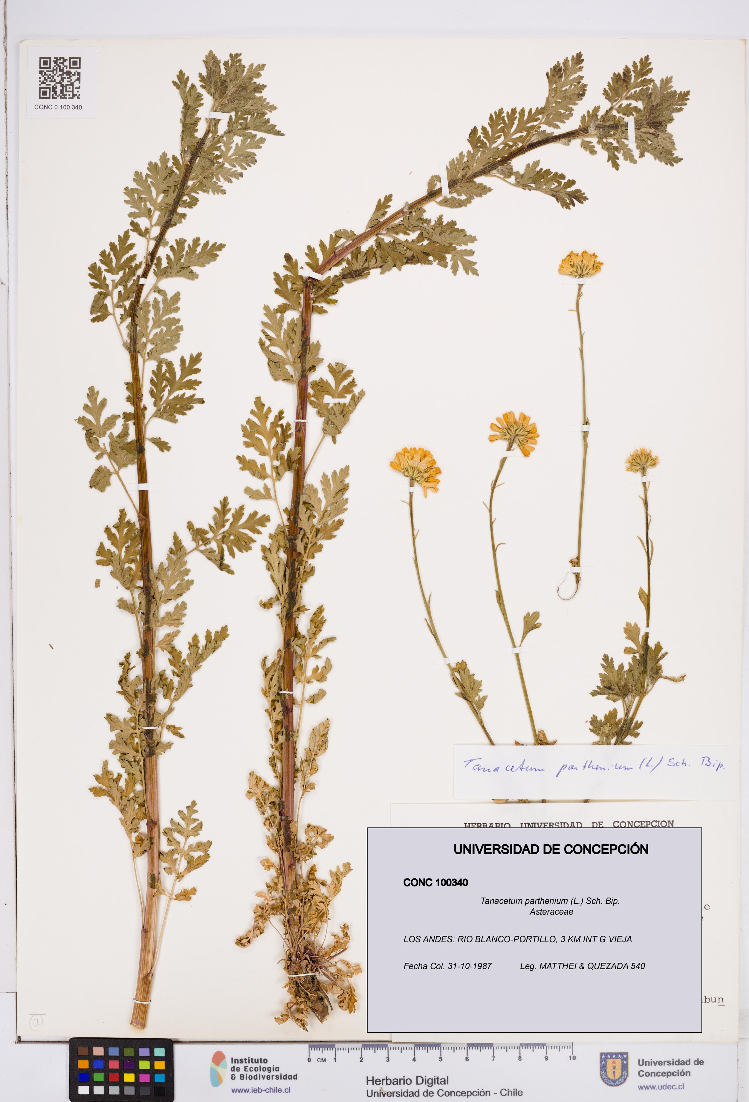 Tanacetum parthenium [Espécimen: ]