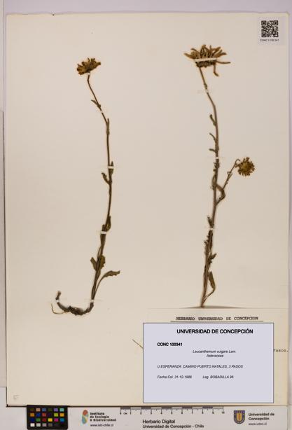 Leucanthemum vulgare [Espécimen: UDEC:CONC:0100341]