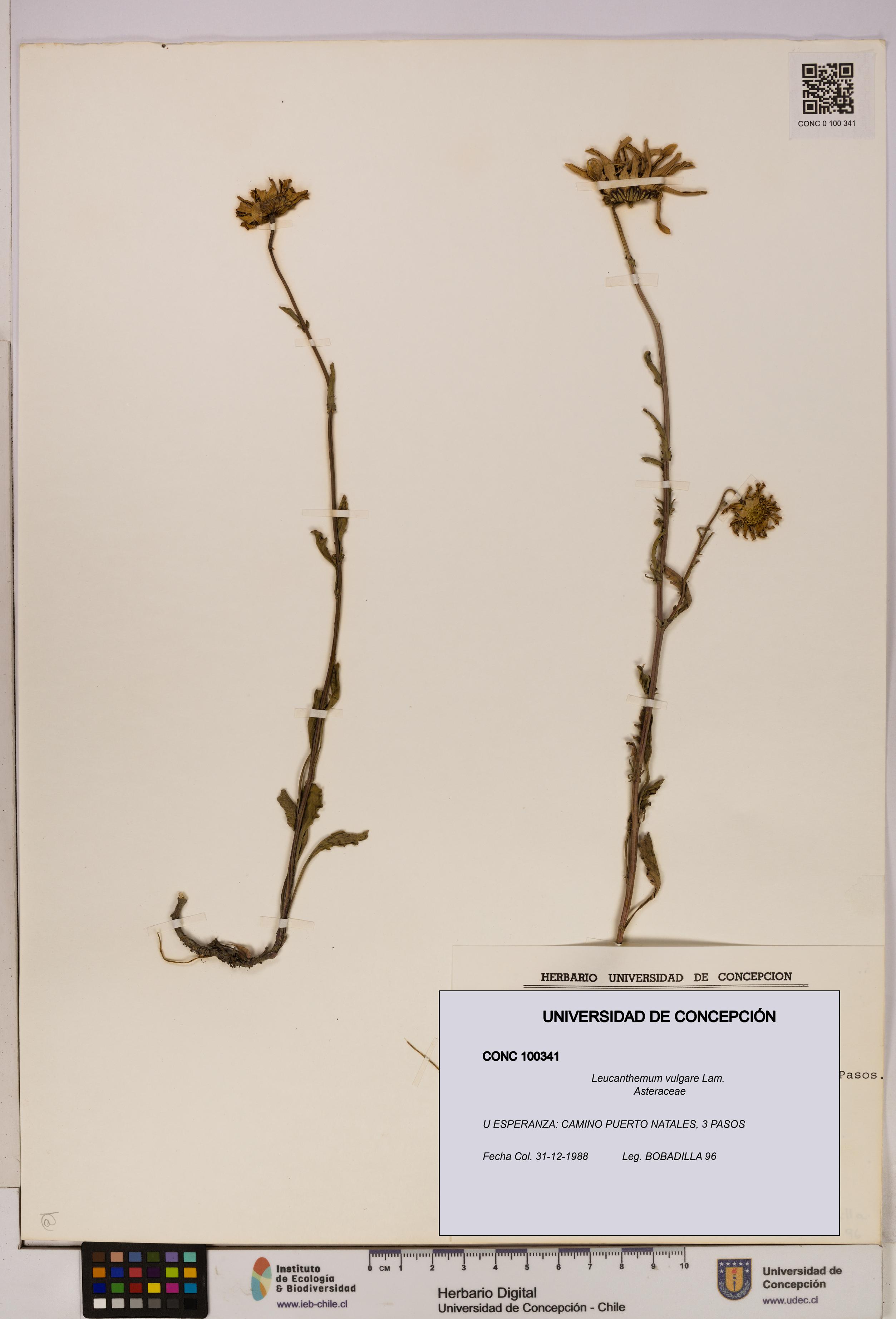 Leucanthemum vulgare [Espécimen: UDEC:CONC:0100341]