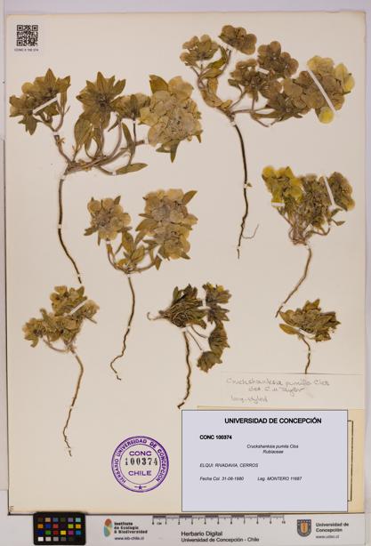 Cruckshanksia pumila [Espécimen: UDEC:CONC:0100374]