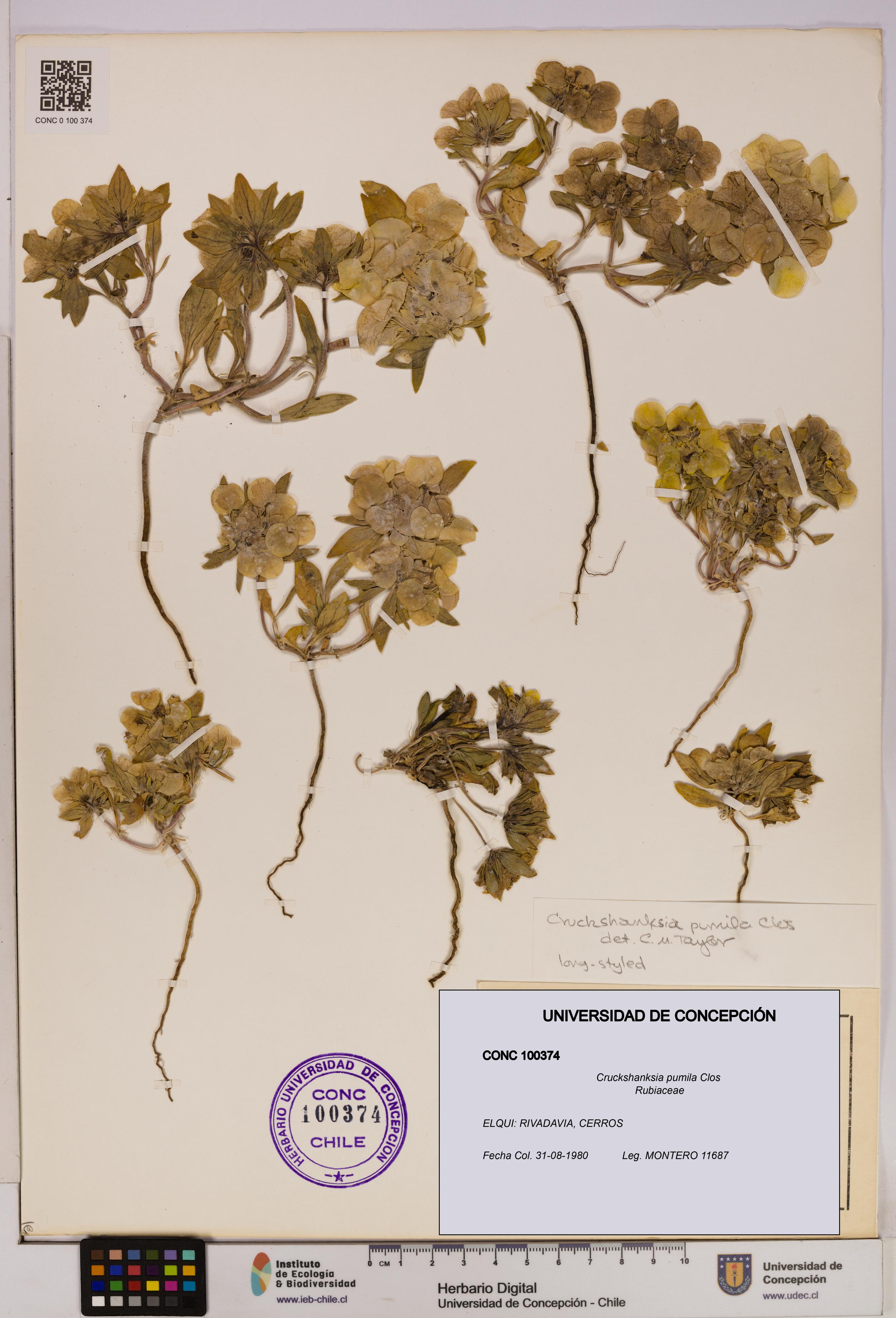 Cruckshanksia pumila [Espécimen: UDEC:CONC:0100374]