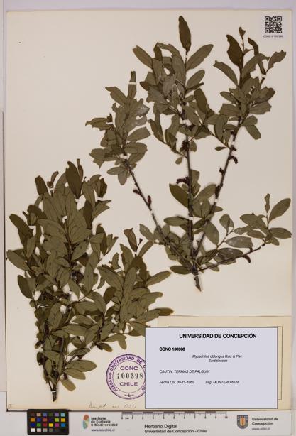 Myoschilos oblongus [Espécimen: UDEC:CONC:0100398]