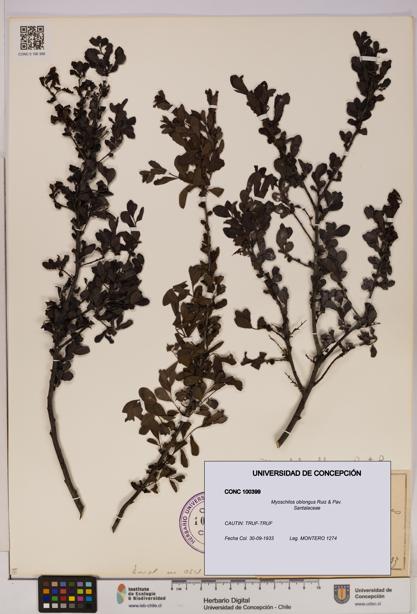 Myoschilos oblongus [Espécimen: UDEC:CONC:0100399]