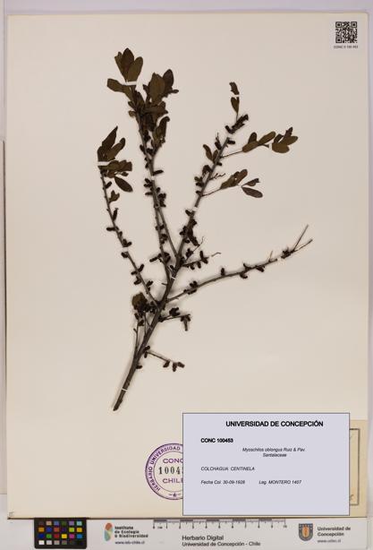 Myoschilos oblongus [Espécimen: UDEC:CONC:0100453]