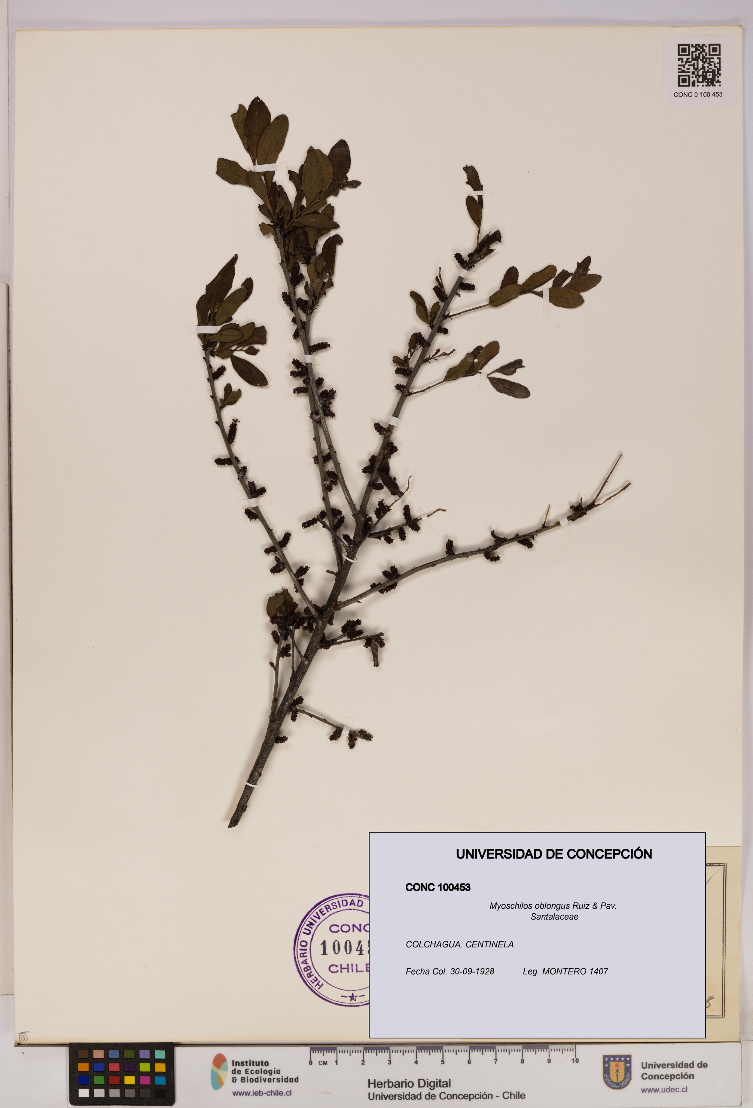 Myoschilos oblongus [Espécimen: UDEC:CONC:0100453]