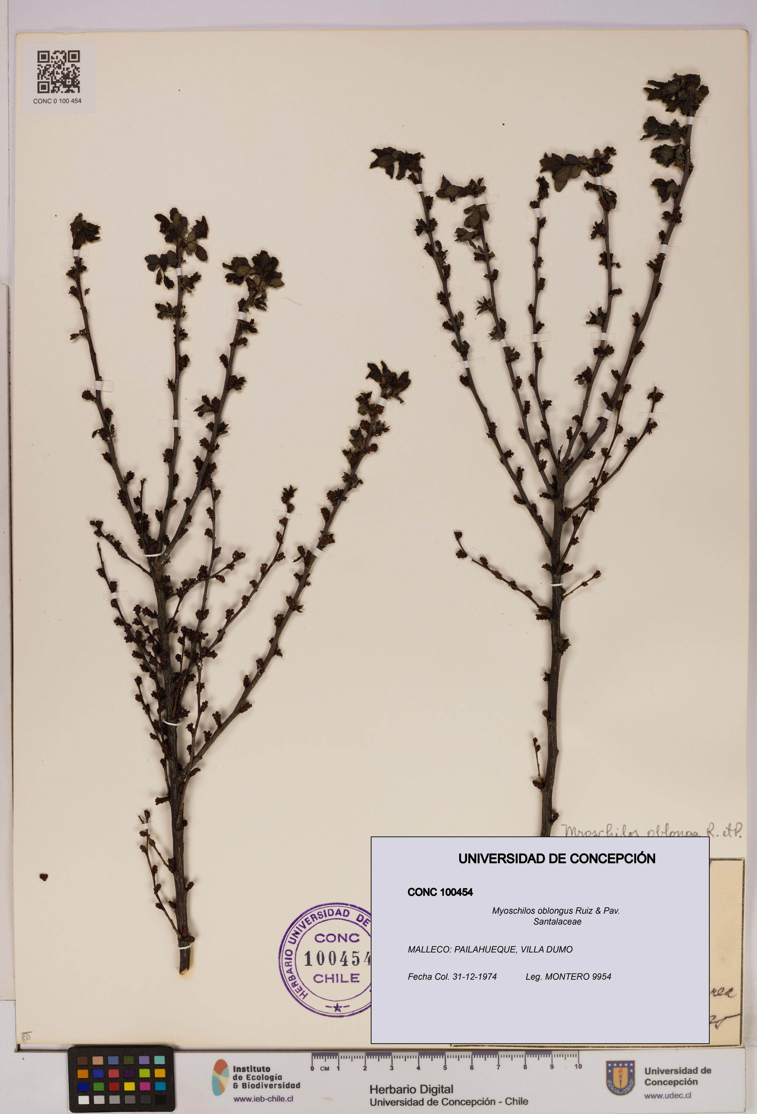 Myoschilos oblongus [Espécimen: UDEC:CONC:0100454]
