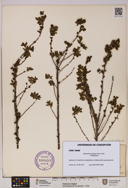 Myoschilos oblongus [Espécimen: UDEC:CONC:0100455]