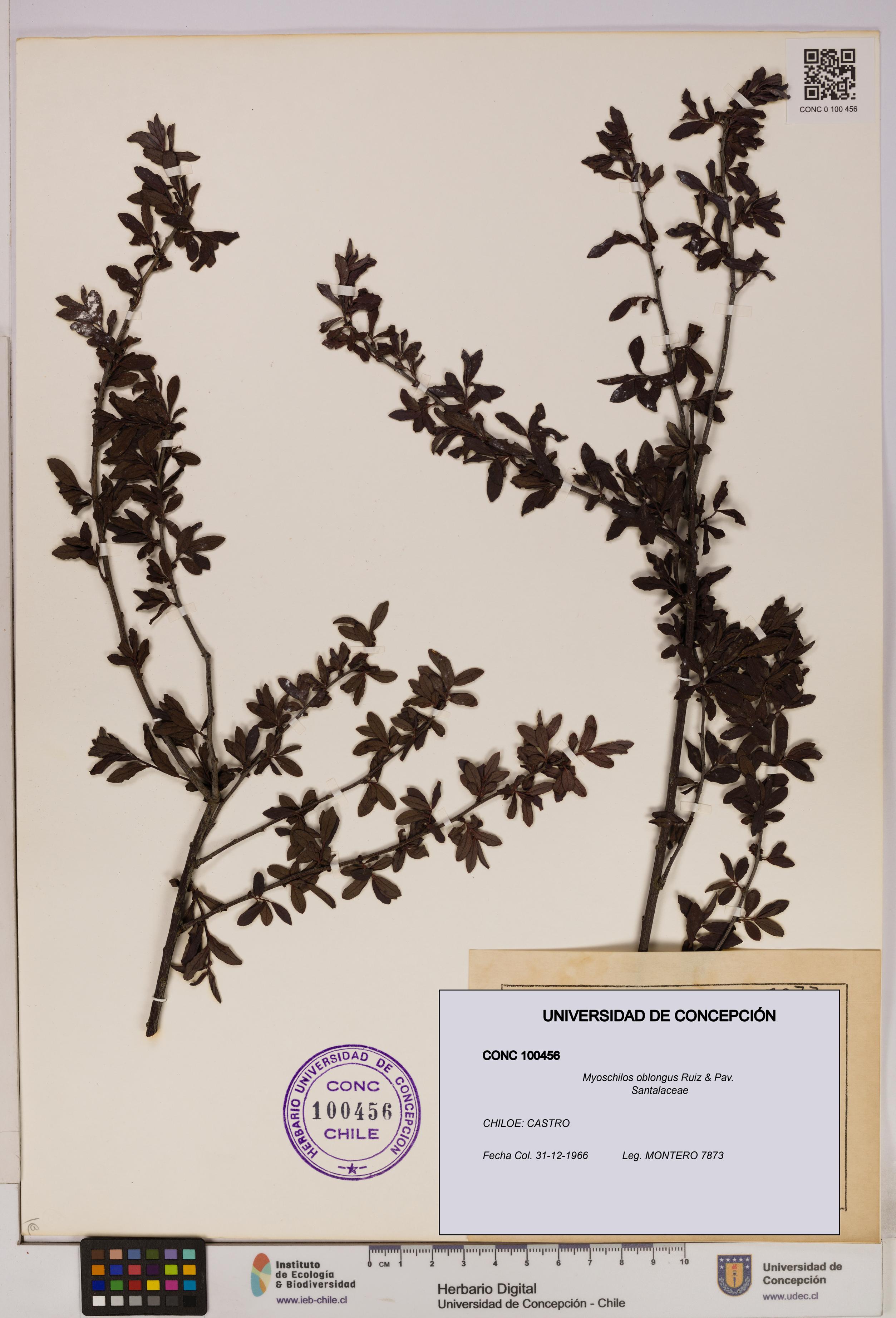 Myoschilos oblongus [Espécimen: UDEC:CONC:0100456]