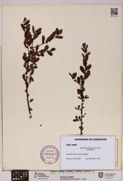 Myoschilos oblongus [Espécimen: UDEC:CONC:0100457]