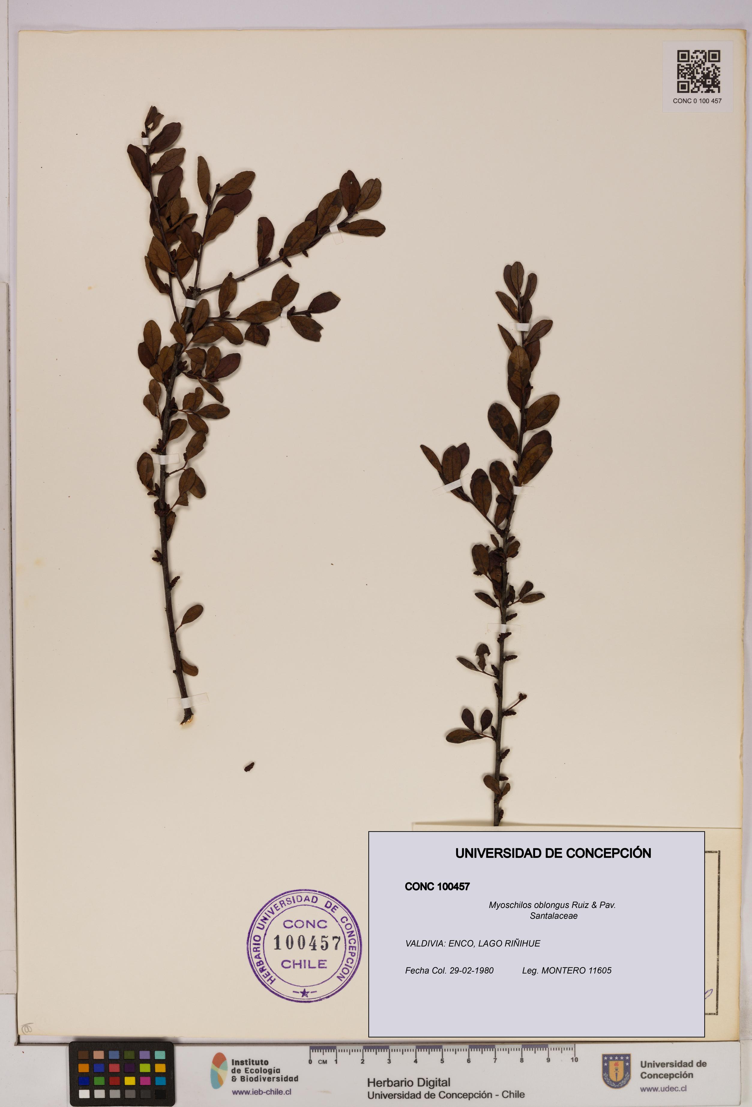 Myoschilos oblongus [Espécimen: UDEC:CONC:0100457]