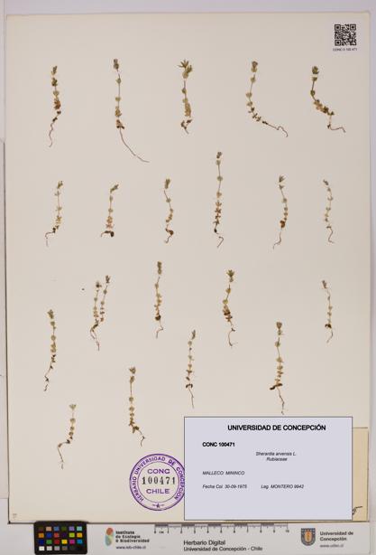 Sherardia arvensis [Espécimen: UDEC:CONC:0100471]