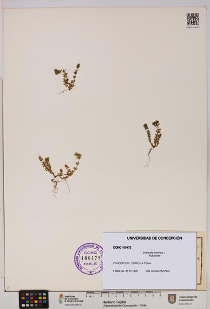 Sherardia arvensis [Espécimen: UDEC:CONC:0100472]