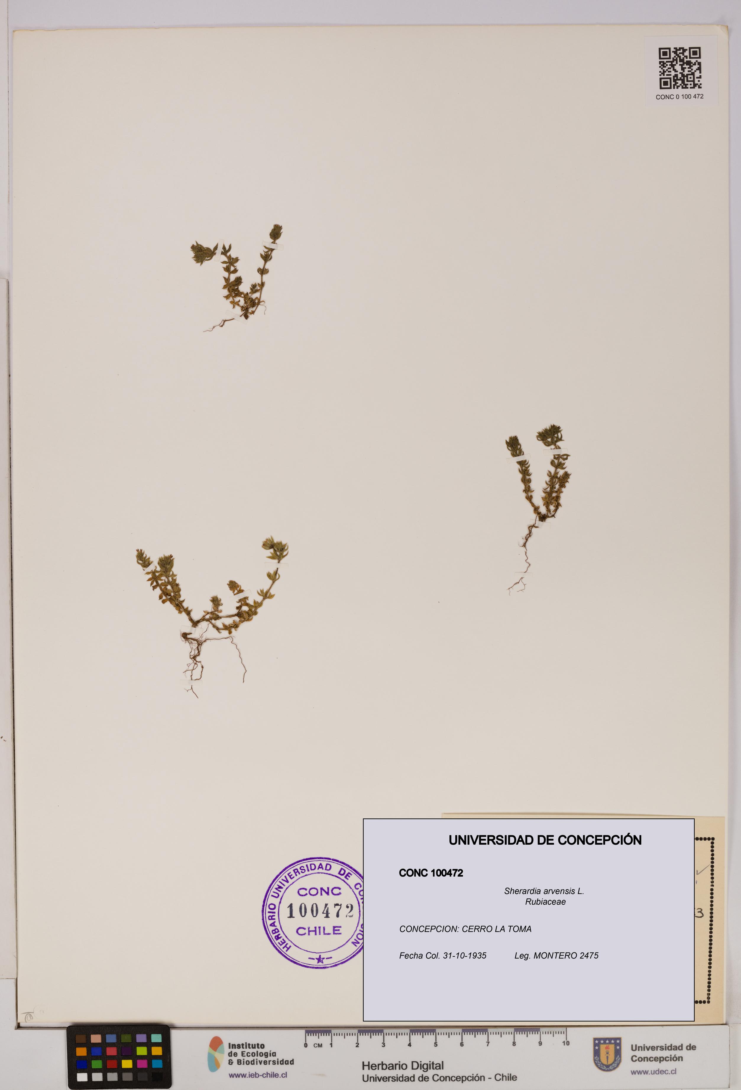 Sherardia arvensis [Espécimen: UDEC:CONC:0100472]