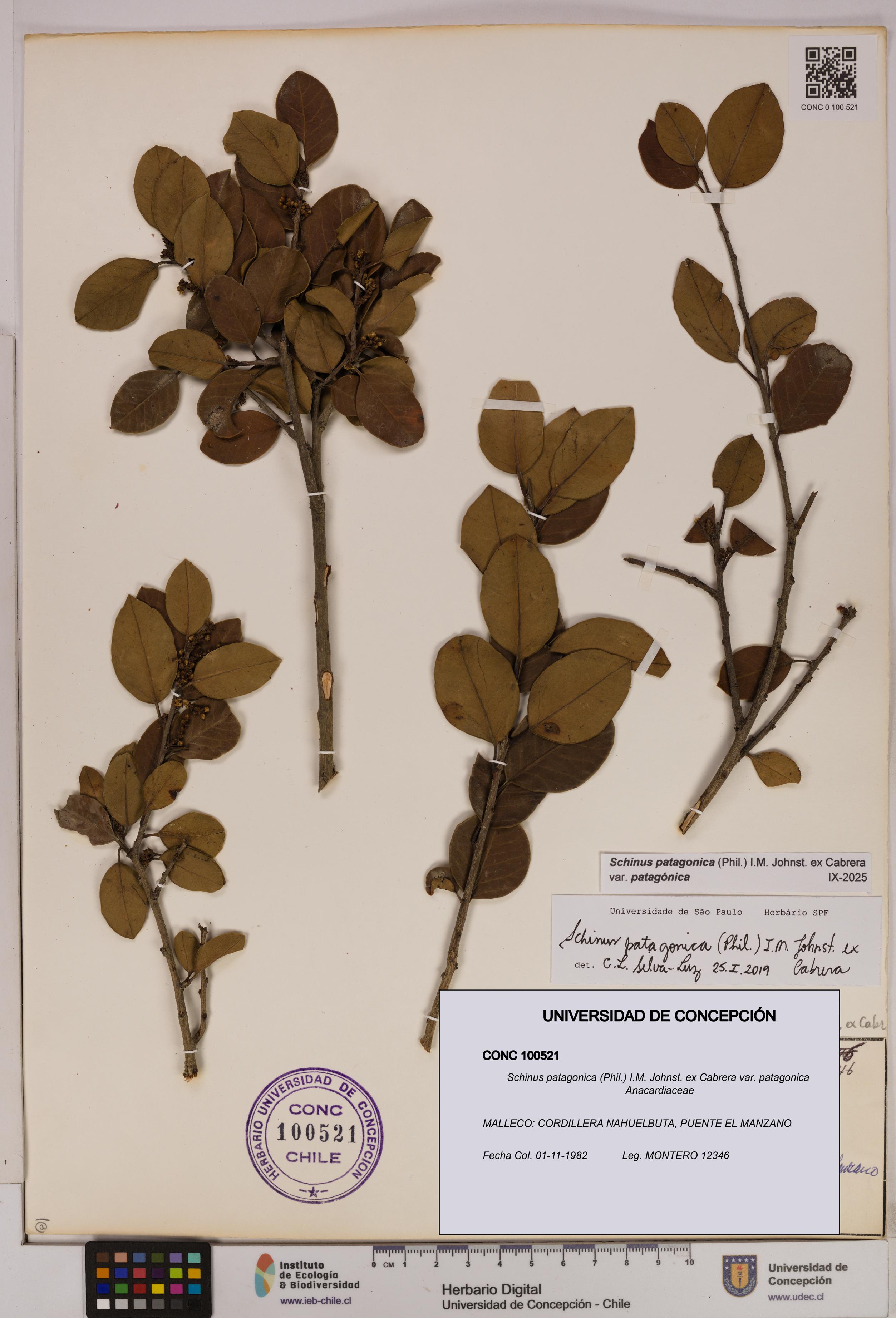 Schinus patagonica [Espécimen: UDEC:CONC:0100521]