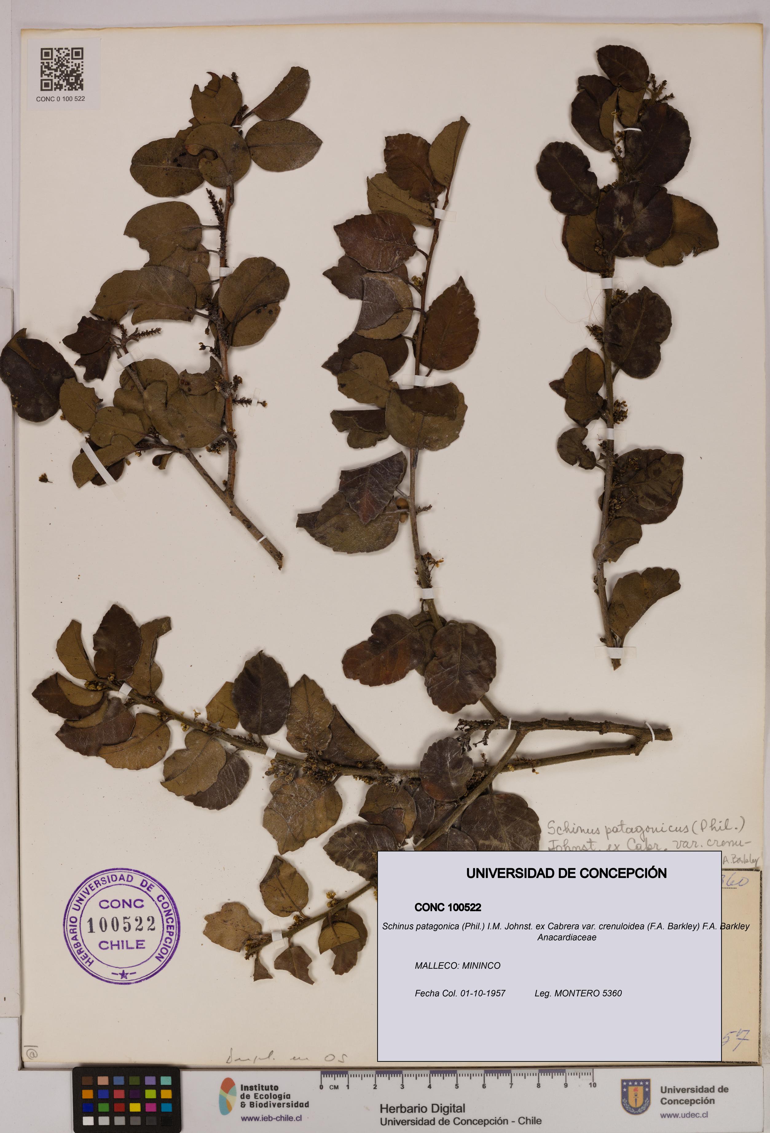 Schinus patagonica [Espécimen: UDEC:CONC:0100522]