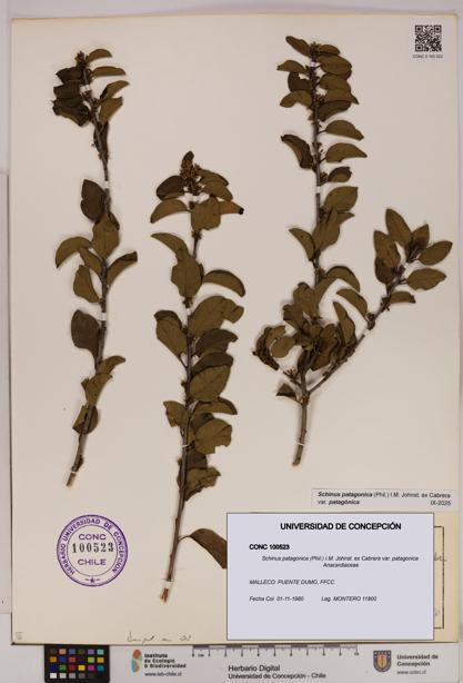 Schinus patagonica [Espécimen: UDEC:CONC:0100523]