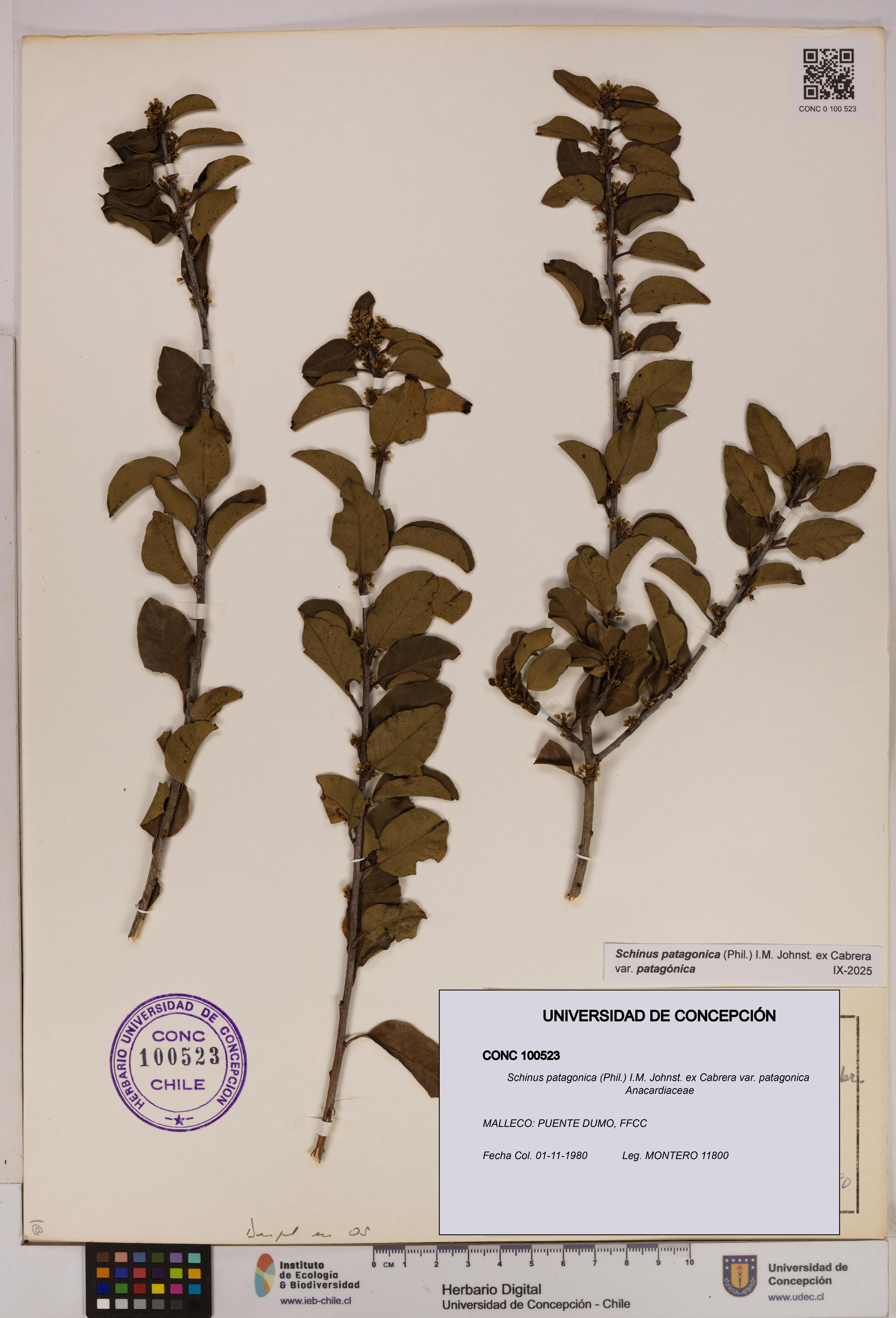 Schinus patagonica [Espécimen: UDEC:CONC:0100523]