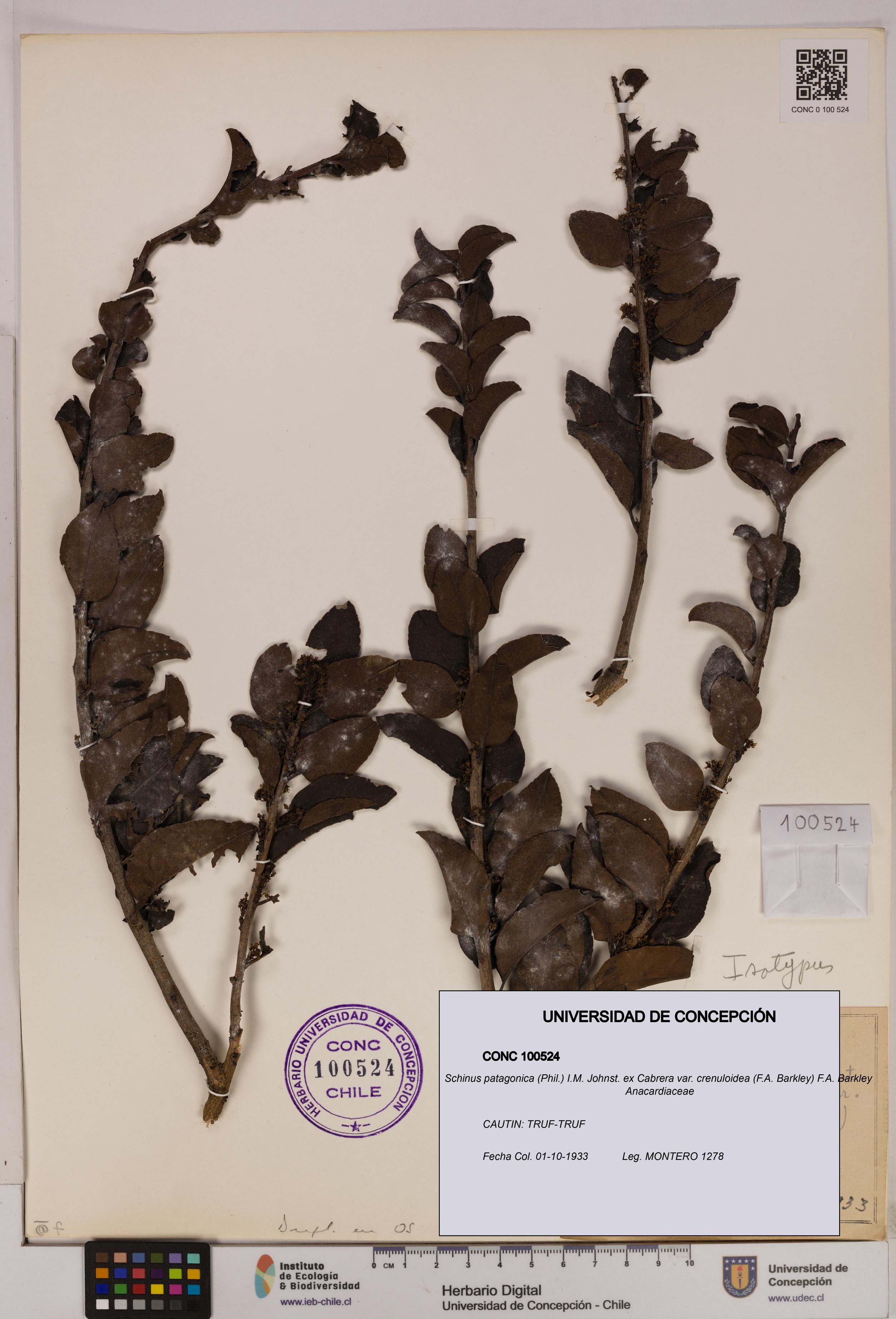 Schinus patagonica [Espécimen: UDEC:CONC:0100524]