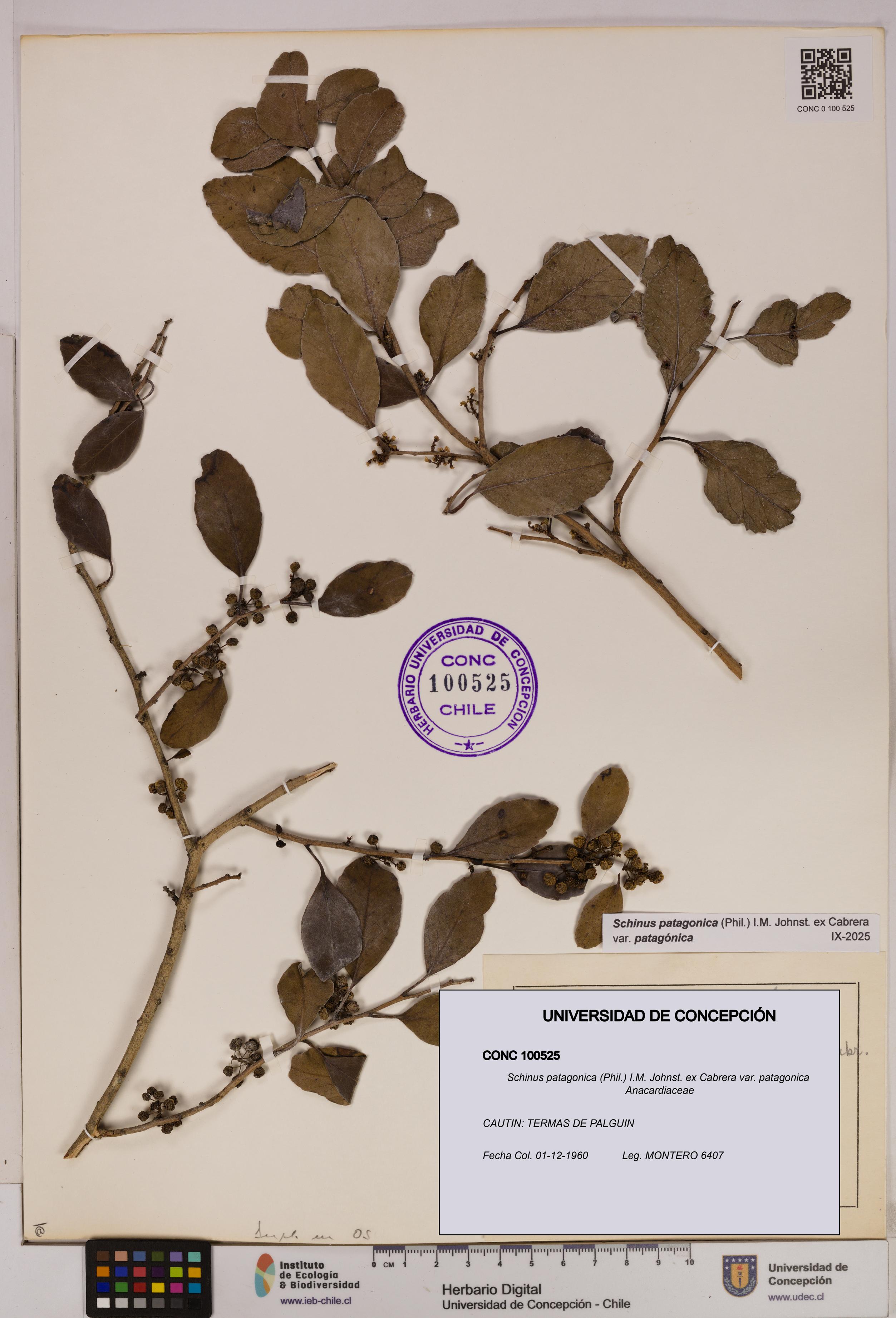 Schinus patagonica [Espécimen: UDEC:CONC:0100525]