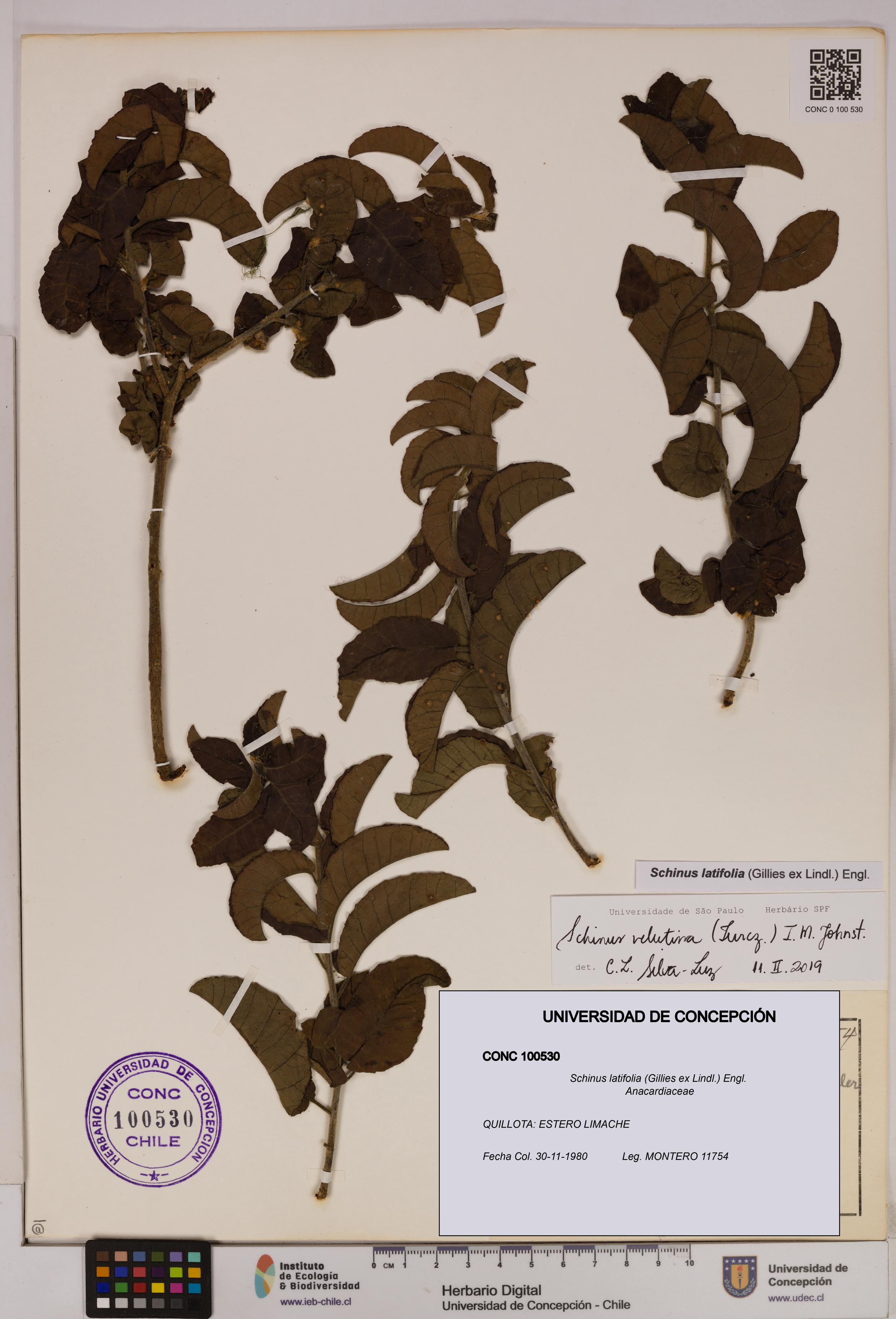 Schinus latifolia [Espécimen: UDEC:CONC:0100530]