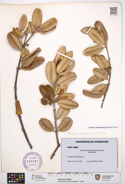 Gayella valparadisaea [Espécimen: UDEC:CONC:0100532]