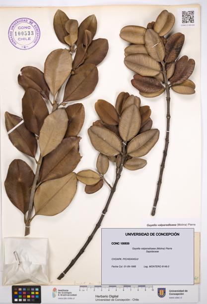 Gayella valparadisaea [Espécimen: UDEC:CONC:0100533]