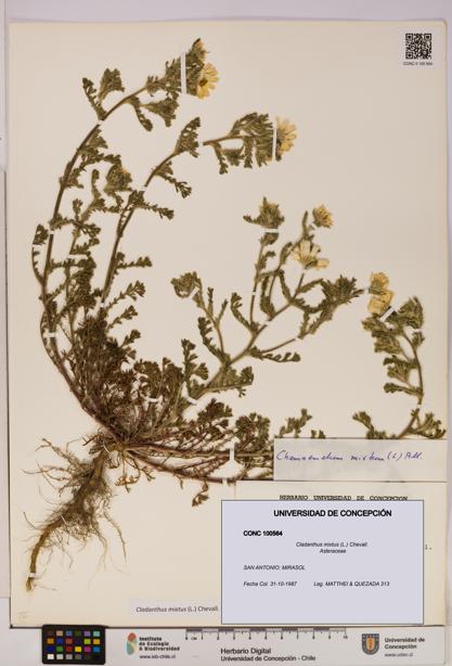 Cladanthus mixtus [Espécimen: UDEC:CONC:0100564]