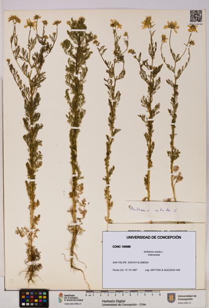 Anthemis cotula [Espécimen: UDEC:CONC:0100565]