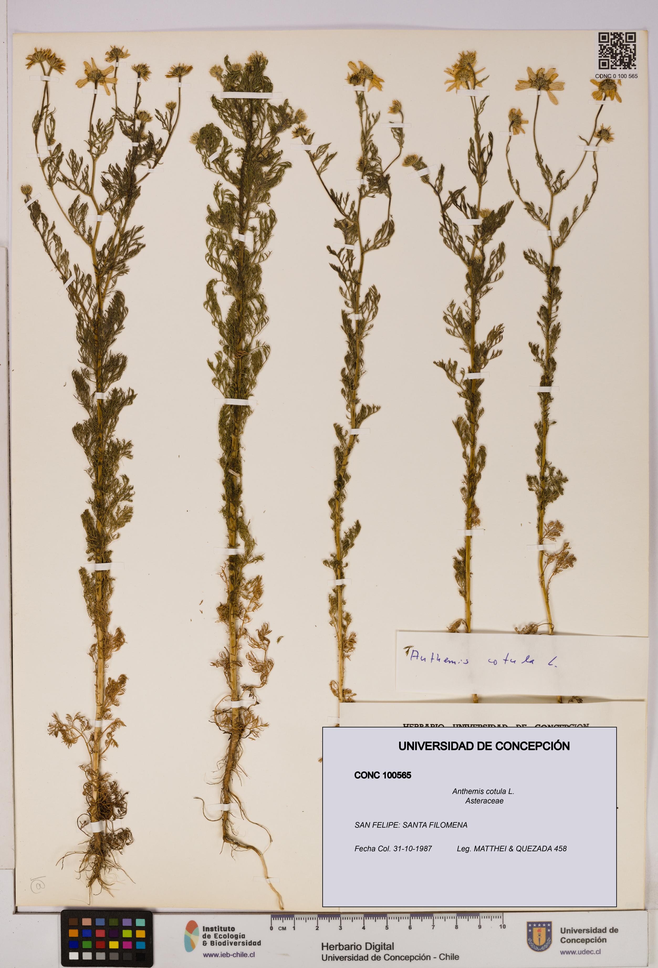 Anthemis cotula [Espécimen: UDEC:CONC:0100565]