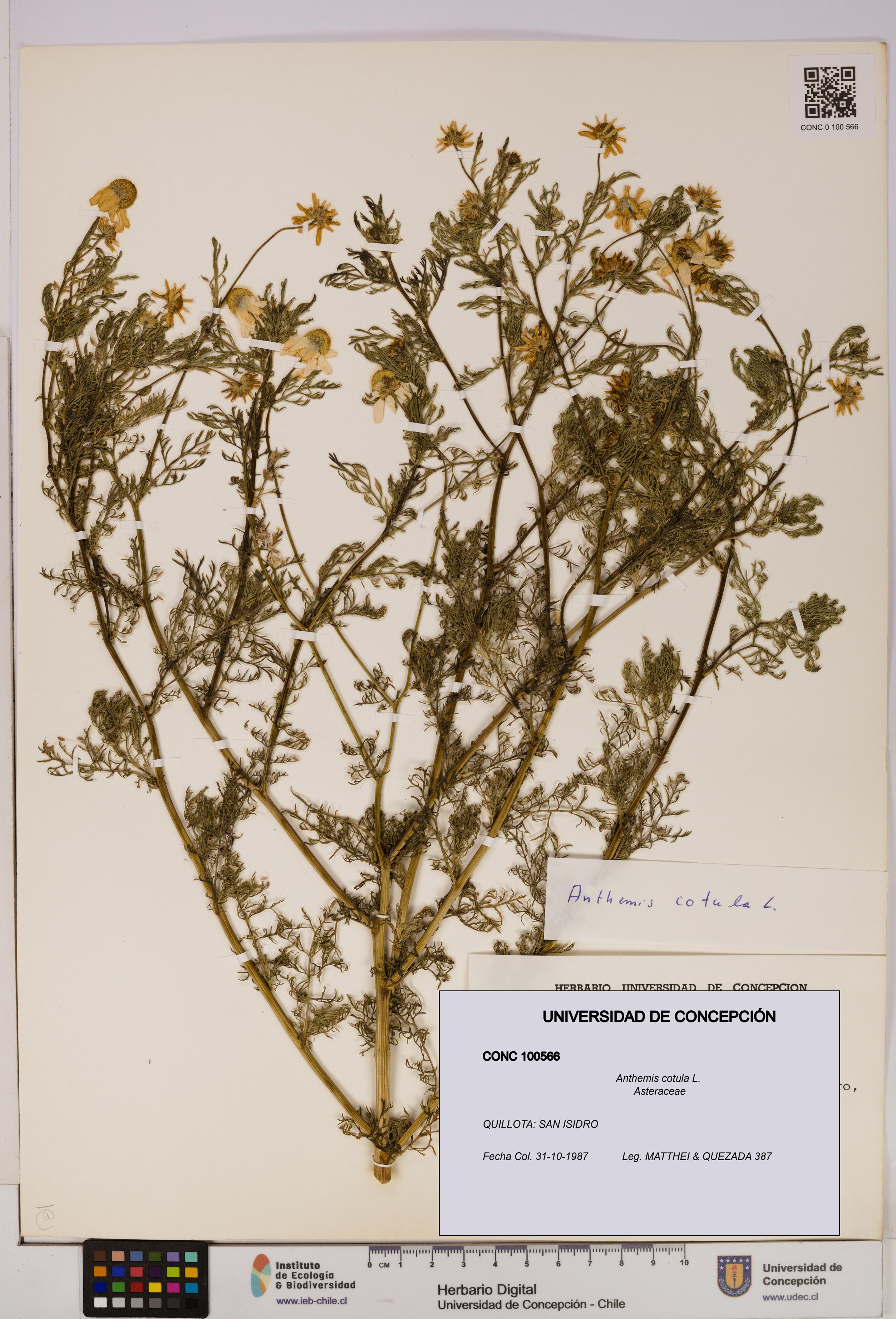 Anthemis cotula [Espécimen: UDEC:CONC:0100566]