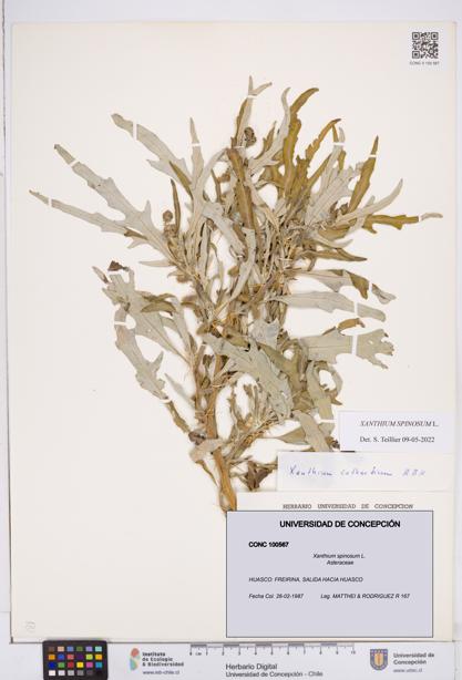 Xanthium spinosum [Espécimen: ]