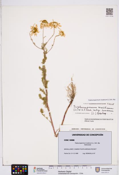 Tripleurospermum inodorum [Espécimen: ]
