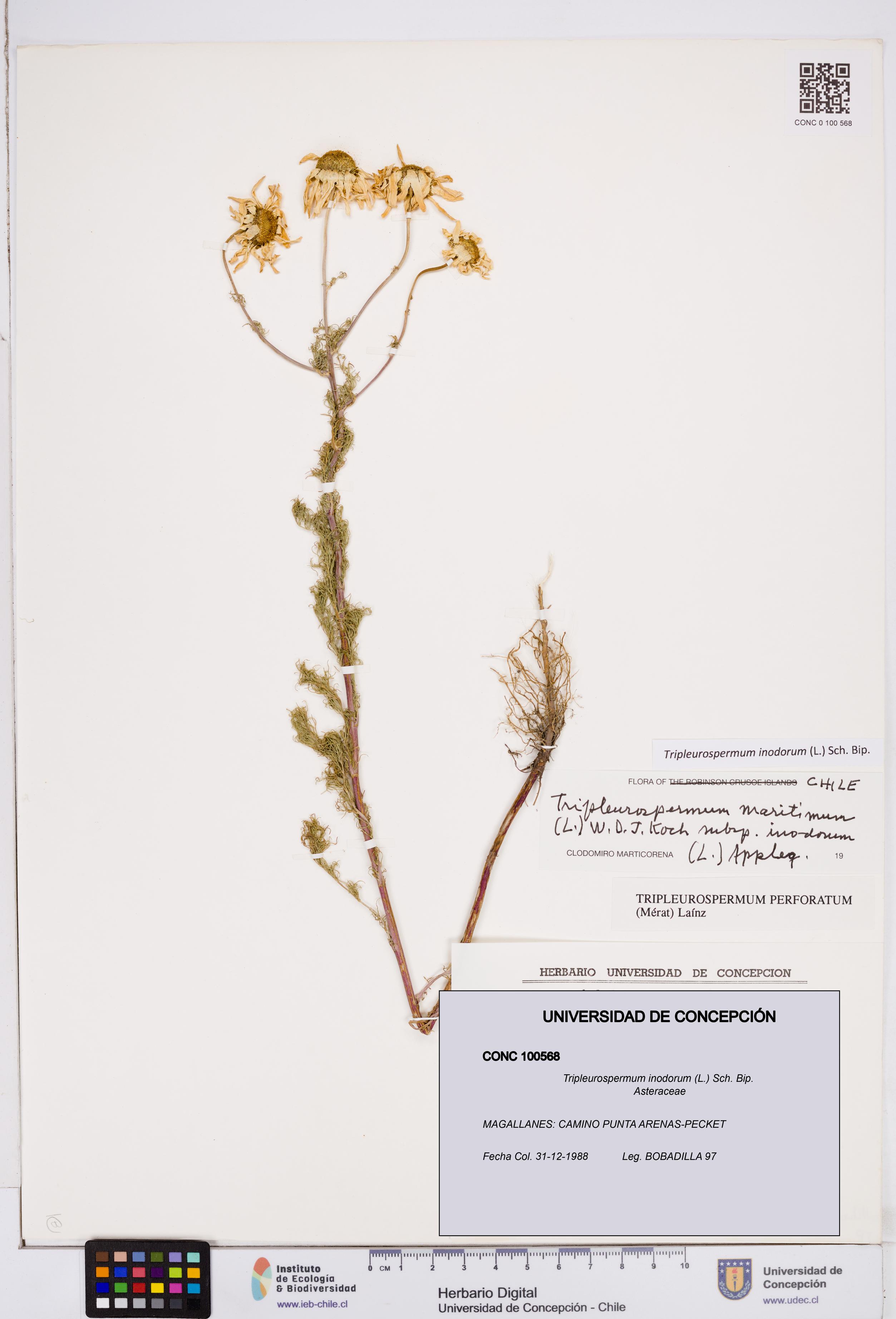 Tripleurospermum inodorum [Espécimen: ]