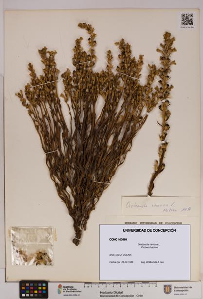 Orobanche ramosa [Espécimen: UDEC:CONC:0100569]